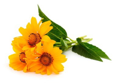 Bouquet of yellow heliopsis flowers with green leaves isolated on white background. Bright summer blossoms symbolizing sunshine, freshness, and natural beauty