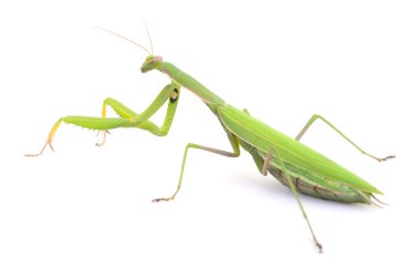 Macro photo of a green praying mantis (Mantis religiosa) isolated on white background. Detailed view of the insect showing its long body, folded forelegs, and natural posture