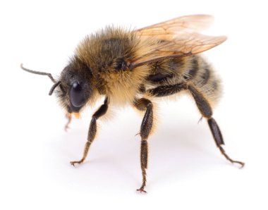 Macro photo of a honey bee (Apis mellifera) isolated on white background. Detailed view of the insect showing hairy body, wings, and natural pollinator anatomy