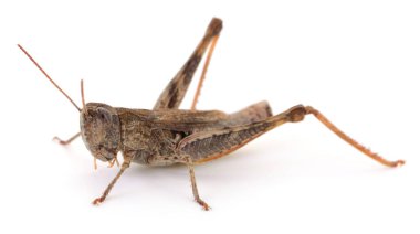 Beyaz arka planda izole edilmiş kahverengi çekirgeye yakın, uzun arka ayakları ve dokulu gövdesi olan vahşi böceklerin detaylı makrosu.