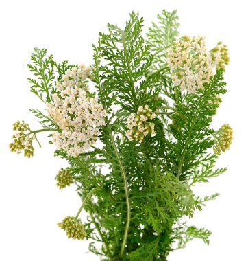 Beyaz arka planda yeşil eğreltiotu yaprakları olan taze çiçek tomurcukları, doğal ve geleneksel ilaçlarda kullanılan şifalı bitkiler.