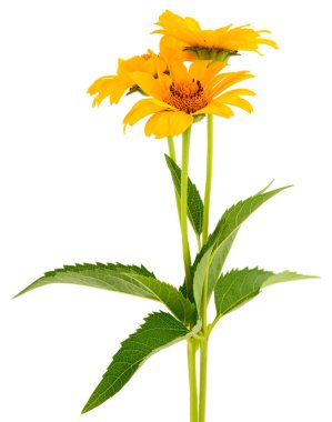 Yeşil yapraklı parlak sarı çiçekler beyaz arka planda izole edilmiş taze vahşi yaz çiçekleri