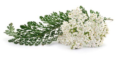 Beyaz çiçekli ve yeşil eğrelti otu yapraklı şifalı bitki, beyaz arka planda yalıtılmış, doğal ilaçlarda kullanılan bitkisel şifalı bitki.