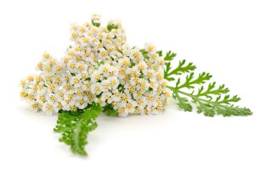 Beyaz arka planda izole edilmiş yeşil yaprakları olan taze açan beyaz kiraz çiçekleri. İlaç ve kozmetik ürünlerinde kullanılan Achillea Millefolium bitkisine yakın plan..