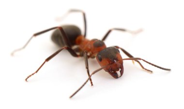 Beyaz üzerine izole edilmiş kırmızı ahşap bir karınca makro karınca görüntüsü. Detaylı kafa, çene kemiği ve anten gösteriyor. Böcek makro fotoğraf konsepti doğa ve vahşi yaşam yakın çekim.