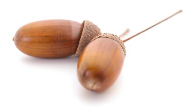 Beyaz arka planda iki kahverengi meşe palamudunun yakın çekimi. Sonbaharı, doğayı ve vahşi yaşamı sembolize eden meşe ağacı tohumlarının makro fotoğrafı..