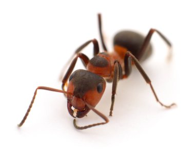 Kırmızı orman karıncaları, beyaz arka planda izole edilmiş, ön manzara makrosu, görünürdeki çene kemikleri, vahşi yaşam ve böcek bilimi ile kapalı.