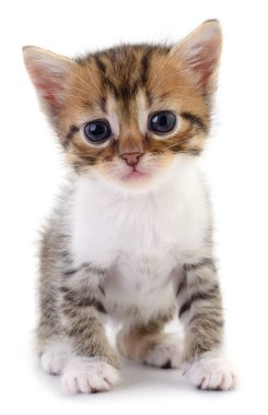 Beyaz arka planda oturan sevimli tekir kedi yavrusu, büyük gözlü, tüylü ve meraklı bakışlı sevimli bir evcil kediye yakın.