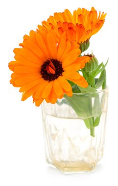 Beyaz arka plan, bitkisel ilaçlar ve doğal kozmetik konseptiyle izole edilmiş küçük cam bir kavanozda parlak turuncu takvim çiçekleri.