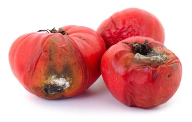 Beyaz arka planda izole edilmiş çürük lekeler ve küfle kaplı çürük kırmızı domateslere yakın çekim. Gıda bozulması, israf ve sebze depolaması kavramı