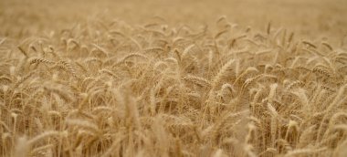 Altın buğday tarlası olgun buğday başaklarıyla yakın görüşte. Hasat, tarım ve organik gıda üretimini sembolize eden doğal tarım geçmişi