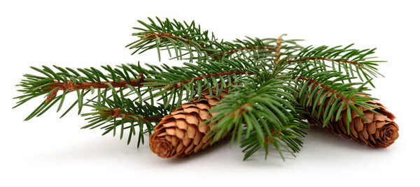 Fresh spruce branches with green needles and brown cones isolated on white background. Natural evergreen decoration symbolizing winter, forest, and Christmas season