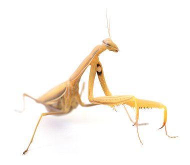 Beyaz arka planda izole edilmiş kahverengi peygamber devesi (Mantis religiosa) fotoğrafı, böcek duruşu ve vücut yapısı, vahşi yaşam konsepti, kamuflaj ve böcekbilimi hakkında ayrıntılı görüş