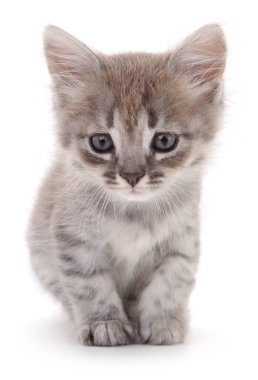 Sevimli tüylü gri tekir kedicik beyaz arka planda izole bir şekilde oturuyor ve ileriye bakıyor. Evcil hayvan konsepti, hayvan portresi ve kedi severler.