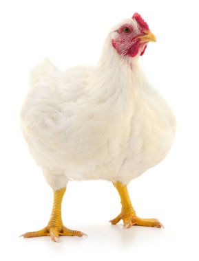 Beyaz arka planda duran beyaz ızgara tavuk, temiz bir stüdyo ışığında izole edilmiş. Detaylı tüyler, parlak tarak ve güçlü bacaklar. Kümes hayvanları, tarım ve gıda endüstrisi temaları için ideal