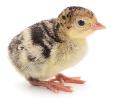 Genç hindi lapası bembeyaz, tüylü yavru kuşlara izole edilmiş yumuşak tüyler ve parlak gözlerle duruyor, çiftlik, kümes hayvanları, eğitim ve hayvan teması için ideal