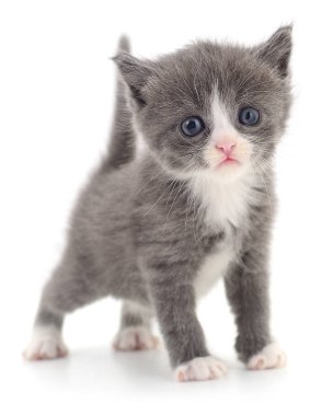 Beyaz ağızlık takmış, beyaz bir kedi yavrusu, beyaz bir arka planda soyutlanmış ve ileriye bakıyor. Evcil hayvan, şirinlik, hayvanlar ve kedi bakımı konuları için mükemmel.