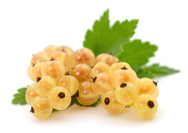 Beyaz arka planda yalıtılmış yeşil yapraklı taze kuşüzümü şeffaf deri ve doğal dokuyu gösteriyor. Yemek, beslenme, yaz hasadı ve sağlıklı beslenme temaları için mükemmel.