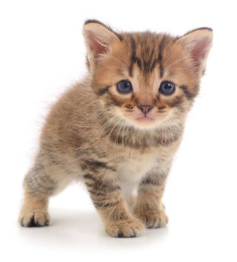 Sevimli tekir kedicik, beyaz bir arka planda tek başına ayakta ve ileriye bakıyor. Hayvan temalı tasarımlar ve ticari projeler için yüksek kaliteli evcil hayvan görüntüsü ideal