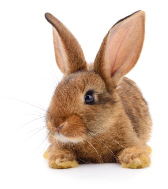 Sevimli kahverengi tavşan, temiz beyaz bir arka planda izole bir şekilde ileriye bakıyor. Hayvan temaları, Paskalya kavramları, reklamlar ve ticari tasarım projeleri için yüksek kaliteli hayvan görüntüsü mükemmeldir.