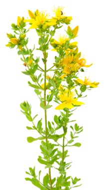 Parlak sarı çiçekleri ve temiz beyaz arka planda izole edilmiş yeşil yaprakları olan St Johns otları. Botanik, tıbbi ve doğal sağlık temaları için yüksek detaylı bitkisel görüntü