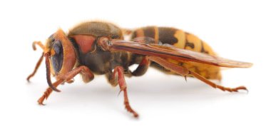 Büyük eşek arısı temiz beyaz bir arkaplanda izole edilmiş, biyoloji, haşere kontrolü ve doğa temaları için uygun tehlikeli sokan böceklerin detaylı makro görüntüsü