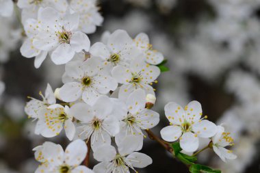 Çiçek açan beyaz kiraz çiçekleri, narin bahar çiçekleri doğa, mevsimsel ve botanik temaları için uygun yakın plan çiçekleri