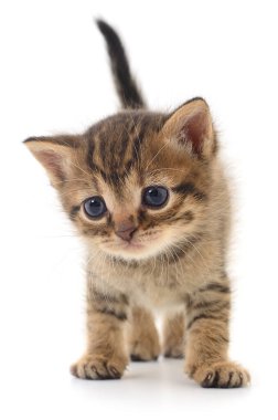 Beyaz bir arka planda duran sevimli küçük kedi yavrusu stüdyo ışığında izole edilmiş. Kediler, hayvanlar ve veterinerlik temaları için yakın plan hayvan konsepti.