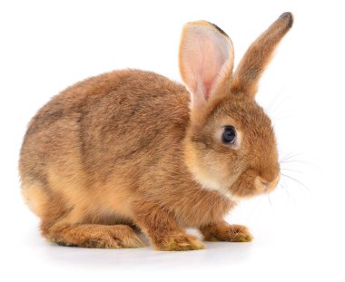 Kahverengi tavşan temiz beyaz bir arkaplanda izole edilmiş, yakın plan. Şirin pofuduk tavşan bir stüdyo çekiminde yatıyor.