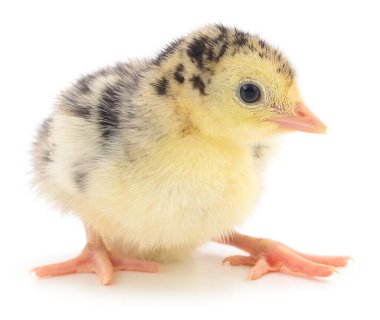 Türkiye kümes hayvanları beyaz arka planda izole edilmiş, kümes hayvanları, tarım ve tarım konuları için genç evcil kuşların yakın plan portresi