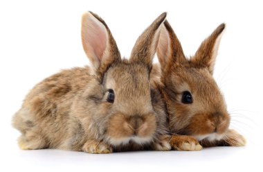 İki küçük, sevimli kahverengi tavşan yavrusu (tavşanlar) birbirine yakın yatar ve beyaz bir arkaplanda yalnız bir şekilde ileriye bakar. Paskalyayı, hayvanları, çiftleri ve ilkbaharı temsil eder.