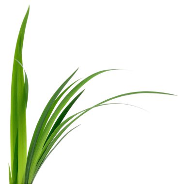 Tarife göre beyaz bir arka planda zarif bir şekilde kıvrılan taze, uzun, canlı yeşil çim yaprakları. Doğa, bahar, büyüme, sağlık ve temiz tasarım unsurlarını temsil eder.
