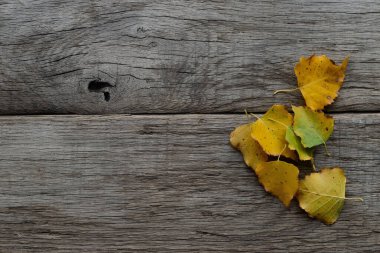Düz bileşim, kırsal, yıpranmış gri ahşap üzerinde dinlenen sarı ve yeşil sonbahar yapraklarını gösteriyor. Mevsimlik arka plan, doku ve sonbahar kavramları için mükemmel..