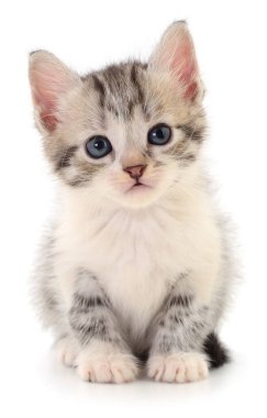 Şirin, küçük, tüylü gri tekir kedicik, parlak mavi gözlü, beyaz bir arka planda izole bir şekilde oturuyor ve ileriye bakıyor. Evcil hayvanları, sadakati, rahatlığı ve masumiyeti temsil eder..