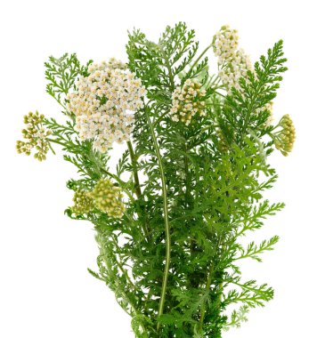 Beyaz arka planda, tüylü yeşil yaprakları ve beyaz çiçekleri olan bir grup Achillea Millefolium (Achillea Millefolium). Bitkileri, halk ilaçlarını ve kır çiçeklerini temsil eder..