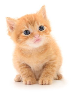 Küçük, kabarık turuncu / kızıl kedinin portresi, büyük mavi gözlü, oturan ve kameraya meraklı bir şekilde bakan, saf beyaz bir stüdyo arka planında izole edilmiş.