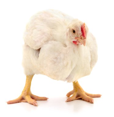 Genç bir ızgara tavuğun (Gallus gallus domesticus) tam gövdeli portresi, küçük kırmızı bir tarak ve soluk sarı bacakları ile, saf beyaz bir arka planda duran ve aşağı bakan,.