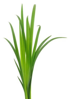 Bir iris bitkisinin taze, uzun, dar yeşil yapraklarından oluşan dikey bir demet dikey çekim, dikey, saf beyaz bir stüdyo arka planında izole edilmiş..