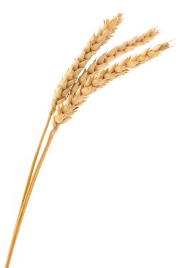 Uzun saplı, saf beyaz bir stüdyo arka planında izole edilmiş üç adet altın sarısı buğday (Triticum) dikey görüntüsü..