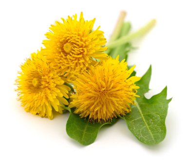 Küçük bir buket parlak sarı karahindiba çiçeği yeşil yapraklı, beyaz bir stüdyo arka planında izole edilmiş..