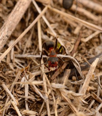 Kırmızı ahşap bir karınca olan Formica Rufa 'nın kuru çimenler ve topraklar üzerinde sürünmesi. Ormandaki habitatında bir böceğin doğal vahşi yaşam fotoğrafı..