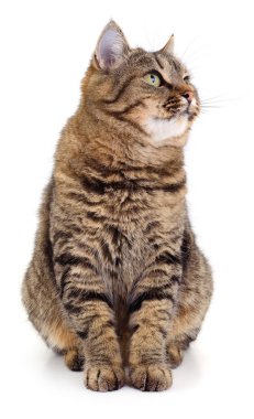 Güzel yetişkin tekir kedi beyaz bir arka planda izole bir şekilde oturur ve bakar. Çizgili kürkü ve yeşil gözleri olan sağlıklı bir kedinin portresi..