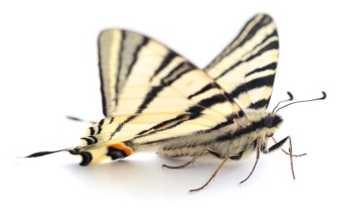 Kırlangıç kuyruklu kelebek Iphiclides podalirius 'un makro yan görüntüsü. Beyaz arkaplanda izole edilmiş zarif bir böceğin ayrıntılı kanatları ve antenleri.