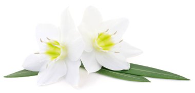 Yeşil zakkum yapraklı bir çift güzel beyaz zambak çiçeği. Beyaz arka planda izole edilmiş zarif çiçek kompozisyonu. Bahar çiçeği kavramı.