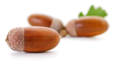 Küçük yeşil yapraklı olgun meşe palamudu grubu. Sonbahar orman hasadı ve beyaz arka planda izole edilmiş meşe ağacı tohumları. Mevsimlik dekor için makro botanik meyvesi..