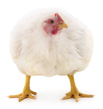 Arka planda duran beyaz yetişkin bir tavuğun ön görüntüsü. Kırmızı tarak ve sarı gagalı evcil kümes hayvanı. Organik tarım ve hayvancılık kavramı beyazda izole edildi