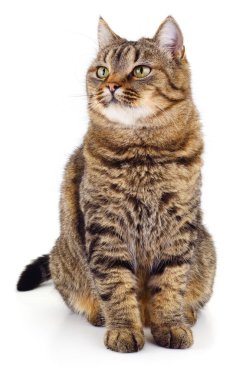 Yeşil gözlü yetişkin kahverengi tekir kedisi oturuyor ve yan bakıyor. Beyaz arka planda izole edilmiş güzel kürk desenli büyük bir evcil hayvan portresi. Hayvan bakımı, sağlık ve kedi davranışları konsepti.