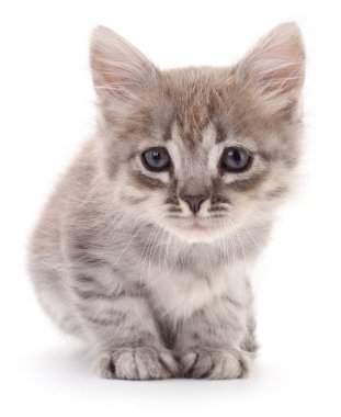 Şirin gri kedi yavrusu oturuyor ve kameraya bakıyor. Sevimli uzun saçlı ev kedisi portresi. Kedi çocukluğu ve evcil hayvan bakımı kavramı beyaz arka planda izole edilmiş