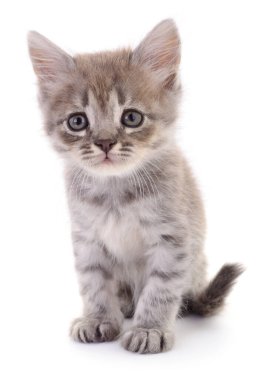Şirin bir tekir kedinin otantik fotoğrafı. Beyaz arka planda izole bir şekilde oturan küçük gri bir yavru kedinin gerçek kamera görüntüsü. Evcil bir hayvanın doğal görüntüsü..