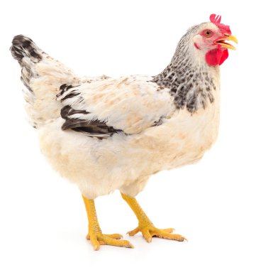 Evcil benekli bir tavuğun otantik fotoğrafı. Bu gerçek kamera görüntüsü beyaz arka planda benekli tüylü bir tavuğun doğal çiftlik hayvanı görünümünü göstermektedir..